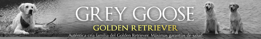Grey goose golden retrievers